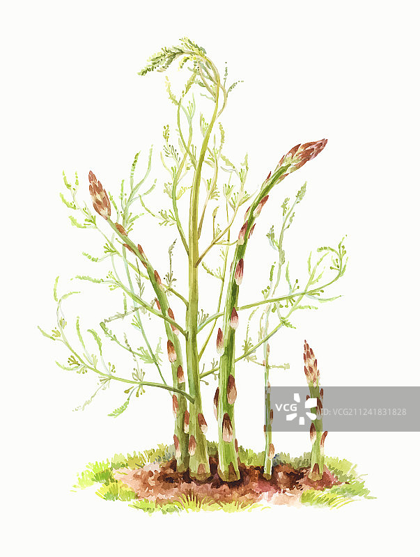 白色背景上的芦笋茎图片素材