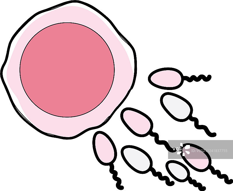 卵子和精子受精过程图片素材