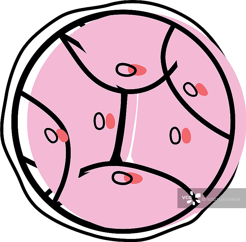 生物学基因胚胎细胞分裂图片素材
