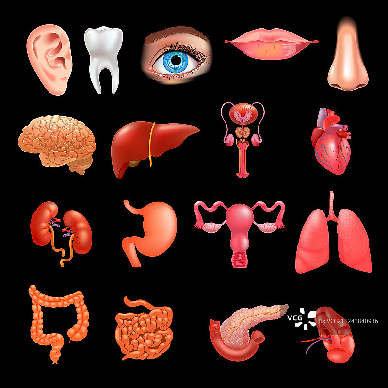 内脏图标写实集合图片素材
