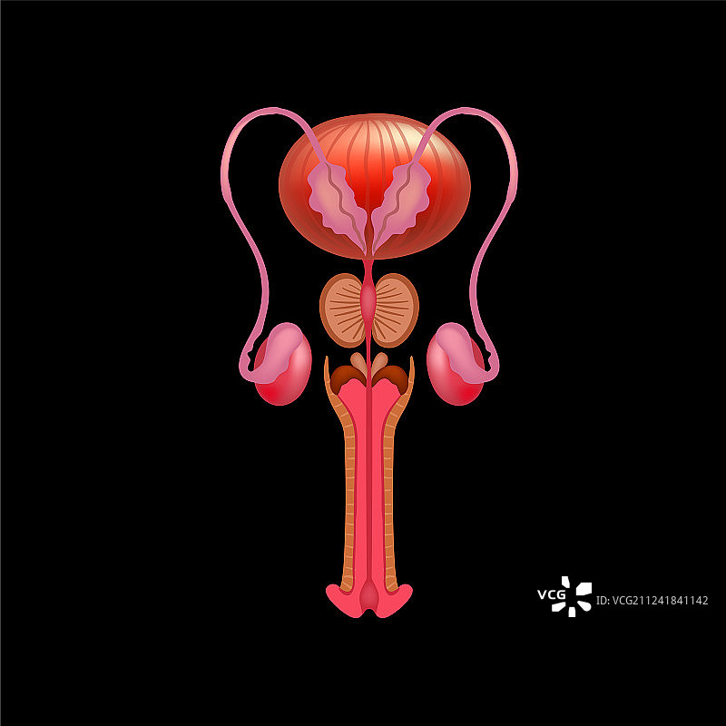 男性生殖系统图片素材