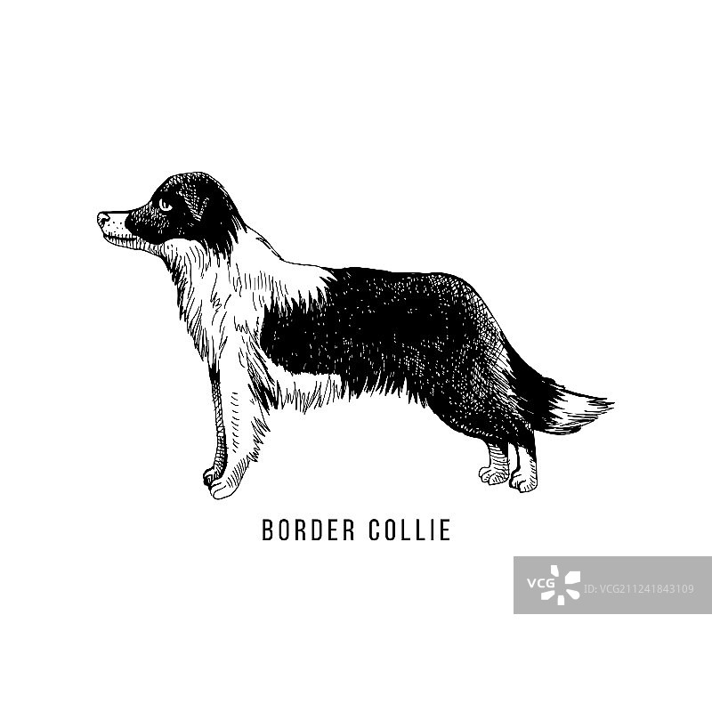 手绘边境牧羊犬图片素材