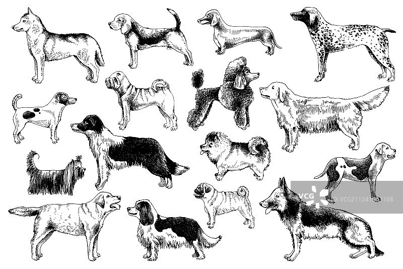 犬的品种图片素材