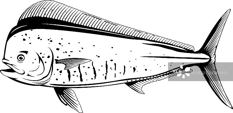 黑白色的普通鲯鳅图片素材