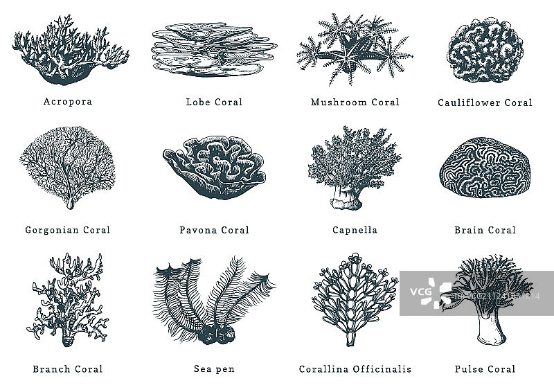 珊瑚合集图片素材