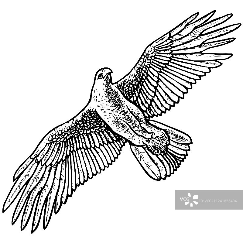 飞翔的鹰图片素材