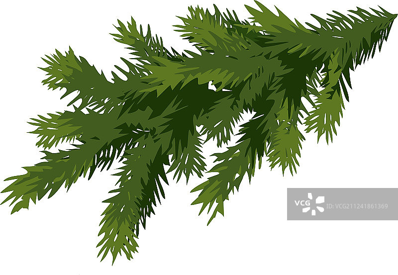 白色背景上的绿色云杉树枝图片素材