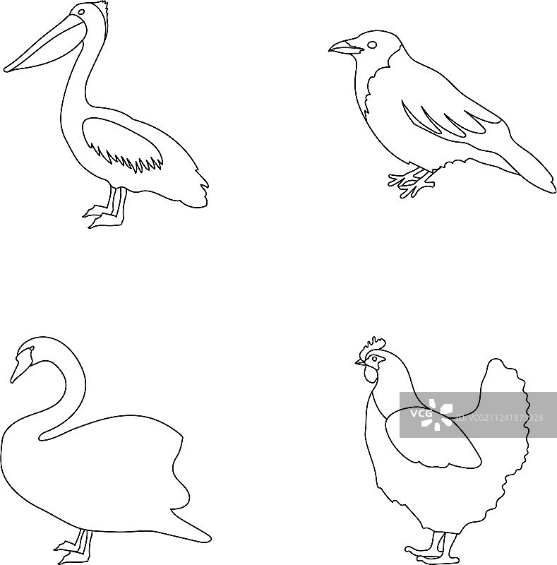 鹈鹕、乌鸦和其他鸟类物种套装图片素材