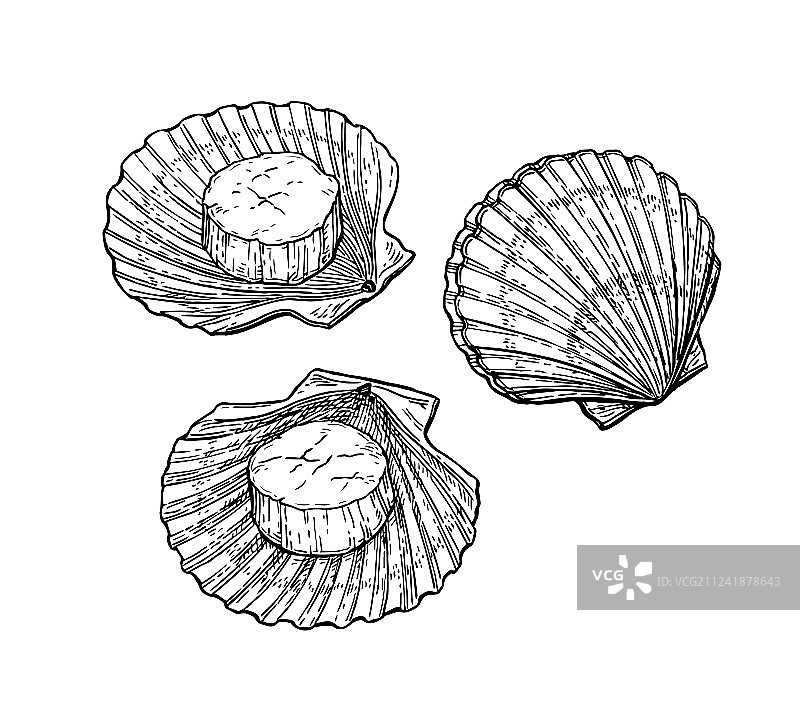 扇贝墨水素描图片素材