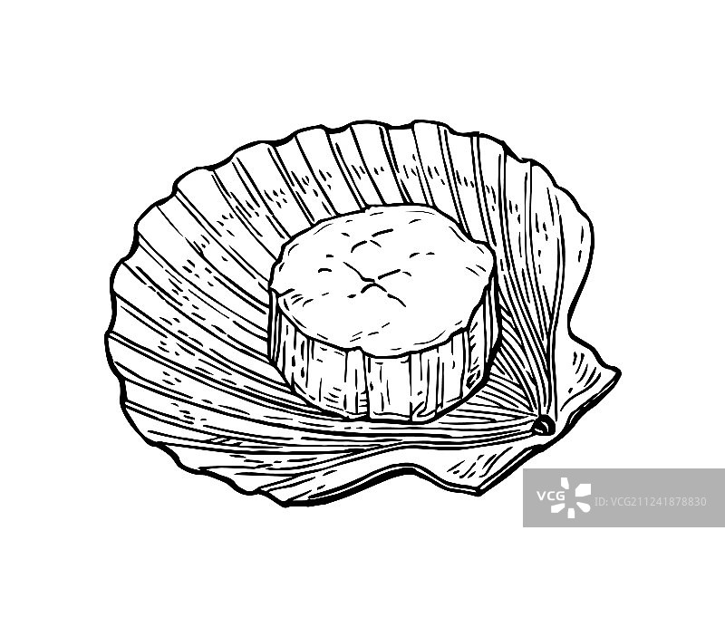 扇贝墨水素描图片素材