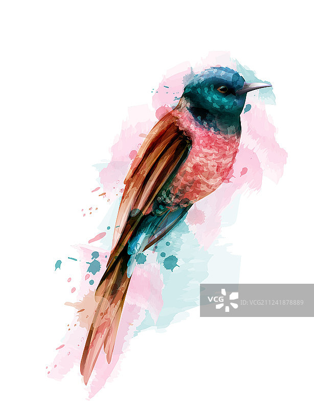 热带彩色小鸟水彩插画图片素材