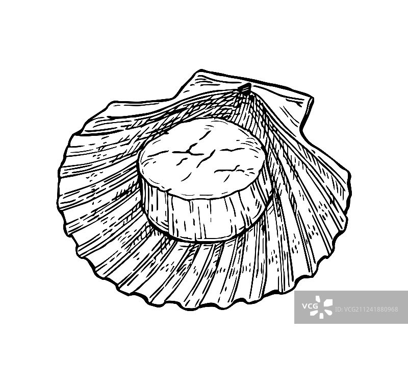 扇贝墨水素描图片素材