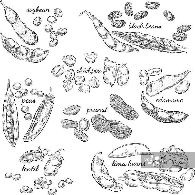 手绘豆类图片素材