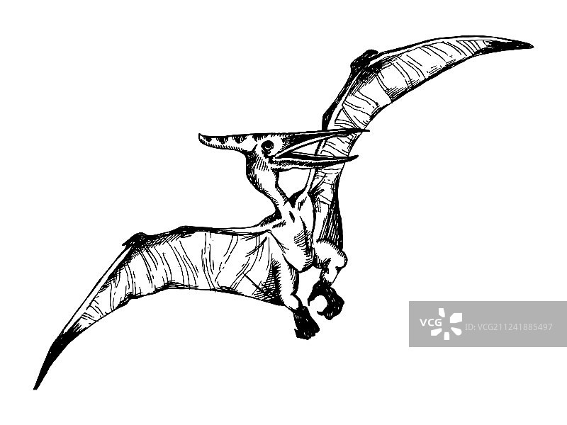 翼龙雕刻图片素材