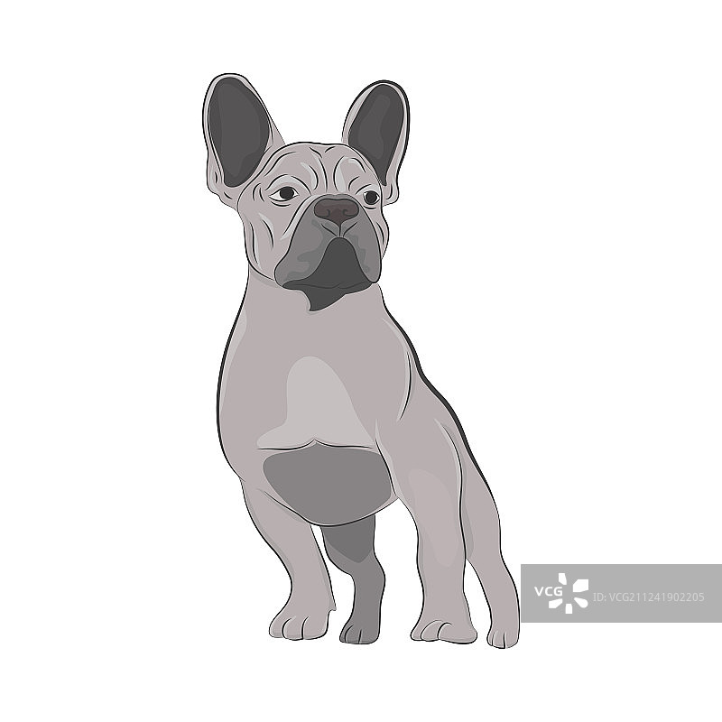 手绘纯种法国斗牛犬图片素材