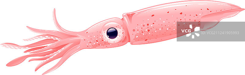 欧洲飞行鱿鱼图片素材