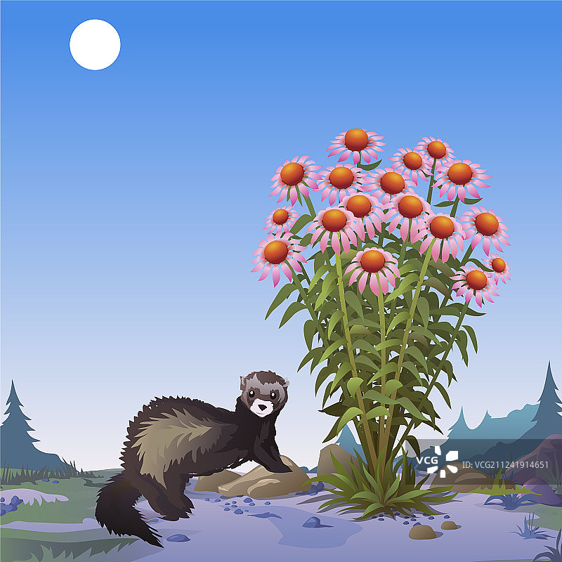 野生动物主题海报：猫鼬图片素材