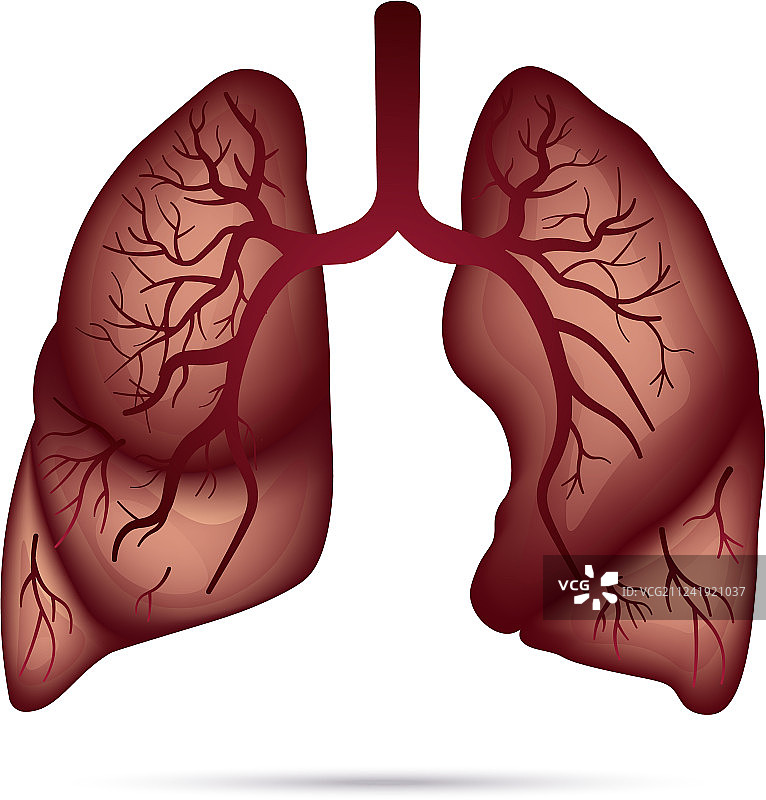 用于哮喘结核病的人体肺部解剖图图片素材