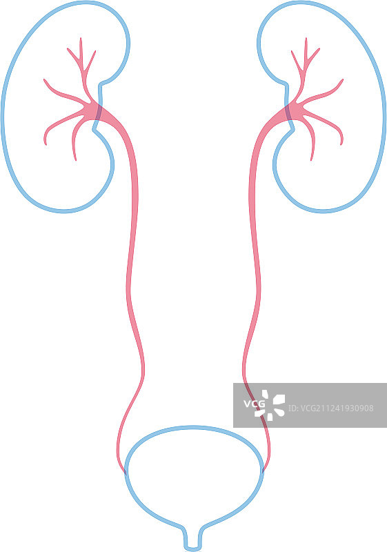 孤立的肾脏图片素材