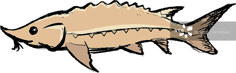 淡水鱼鲟鱼图片素材