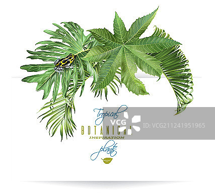 热带树叶组合图片素材