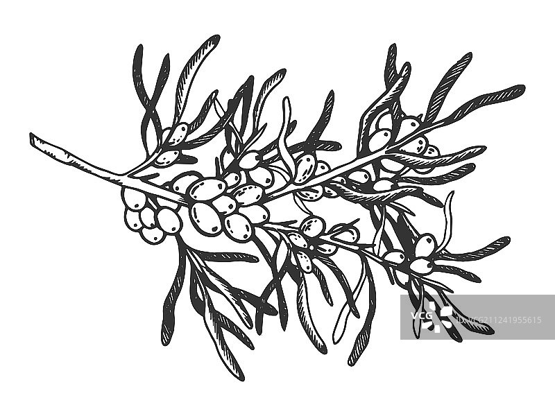 沙棘树枝雕刻图片素材