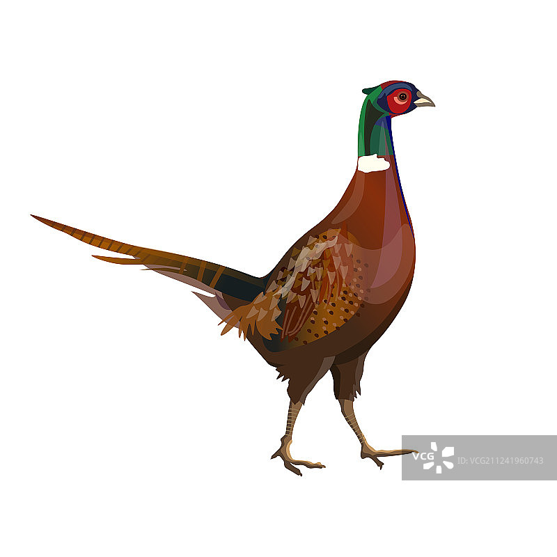 雄性环颈雉图片素材