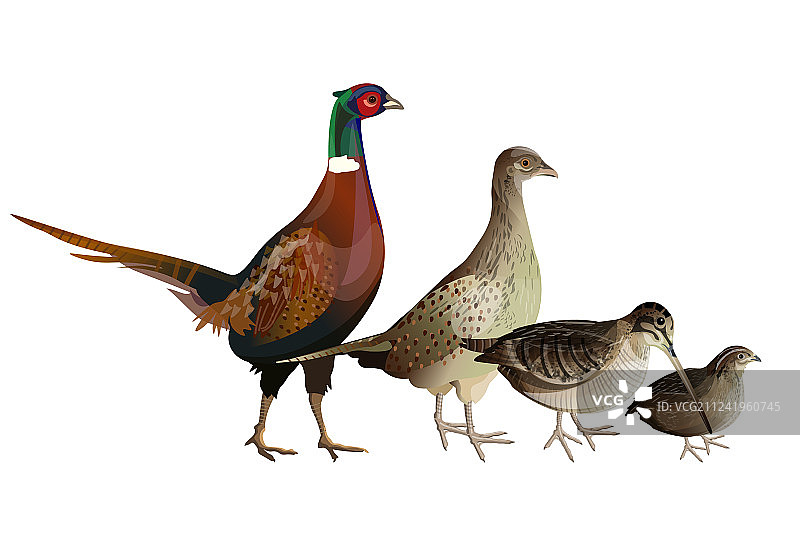 游戏鸟类合集图片素材