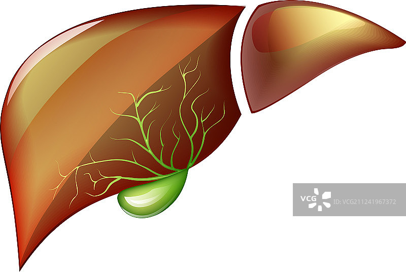 健康的肝脏图片素材