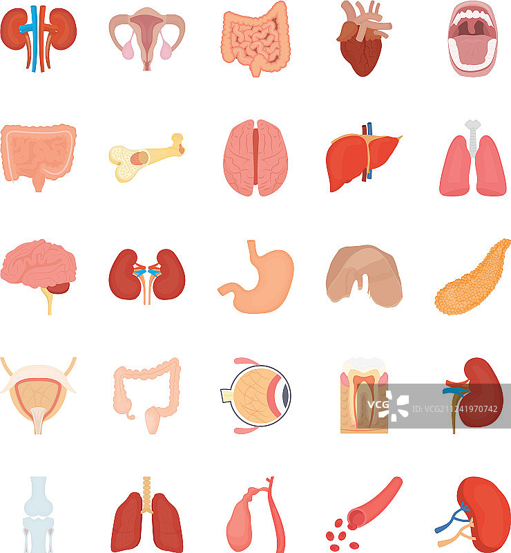 人体内部器官图标图片素材