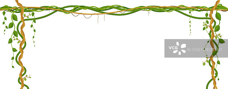 悬挂的藤蔓热带丛林植物图片素材