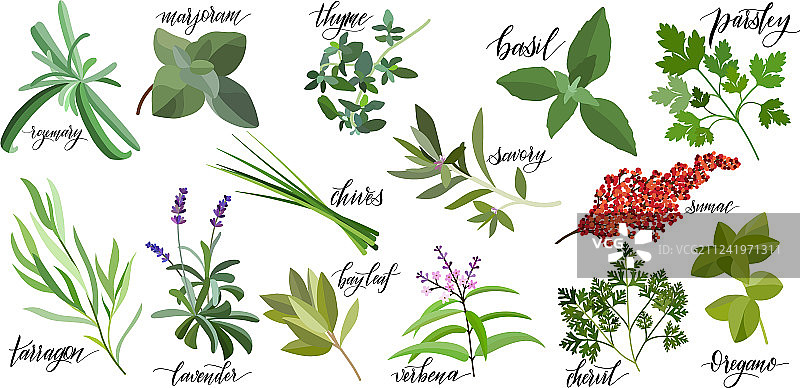 流行的烹饪香草图片素材
