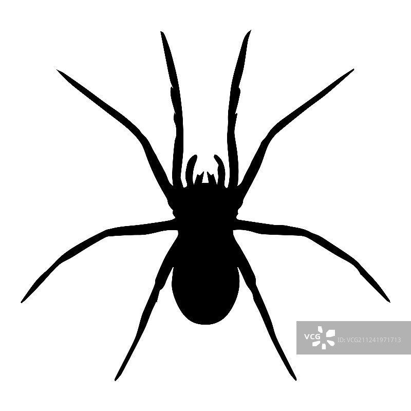 孤立的蜘蛛图片素材