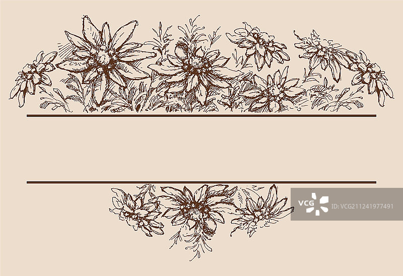 手绘雪绒花边框和装饰图片素材