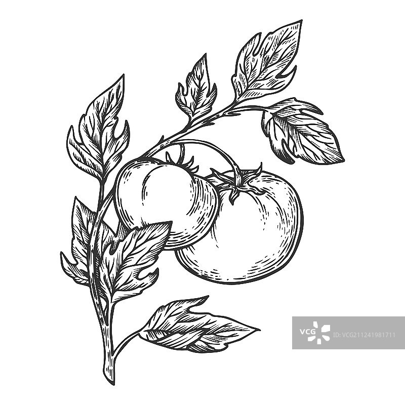 番茄雕刻图片素材