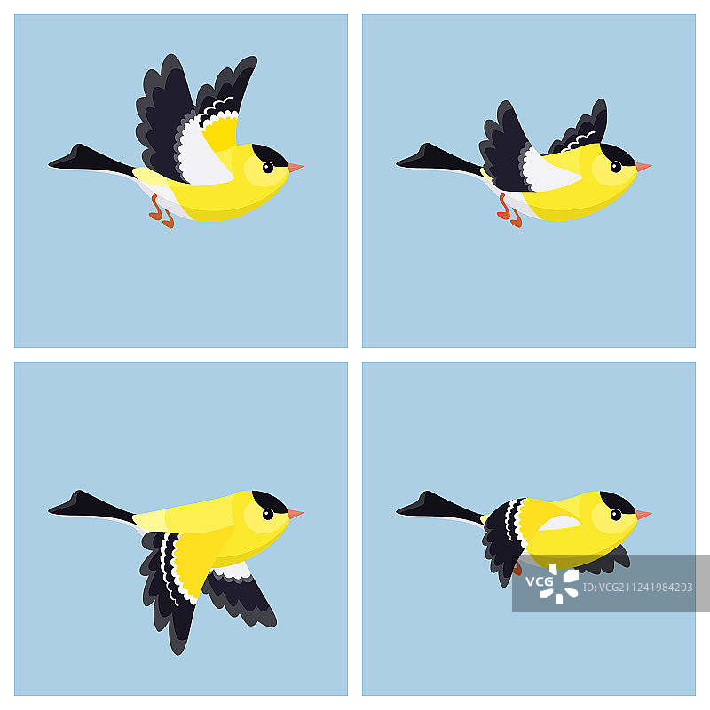飞翔的雄性美国金翅雀动画精灵图片素材
