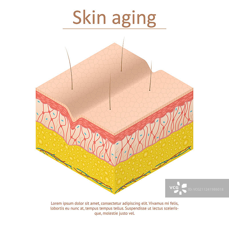 皮肤老化海报2.5D图图片素材