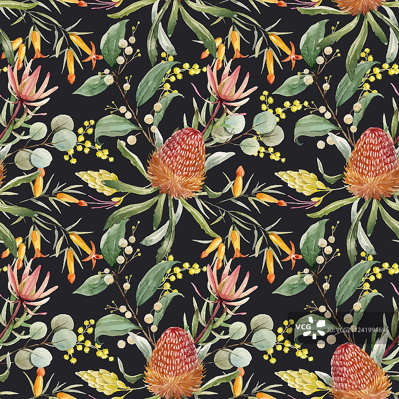 水彩澳洲 Banksia 图案图片素材