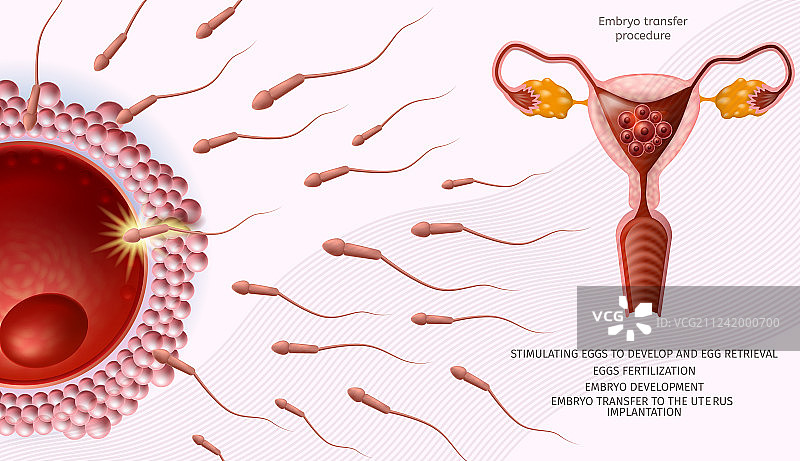 人类卵子周围的微观精子细胞banner图片素材