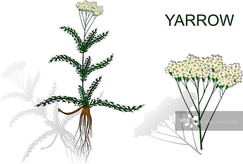 蓍草药草图片素材