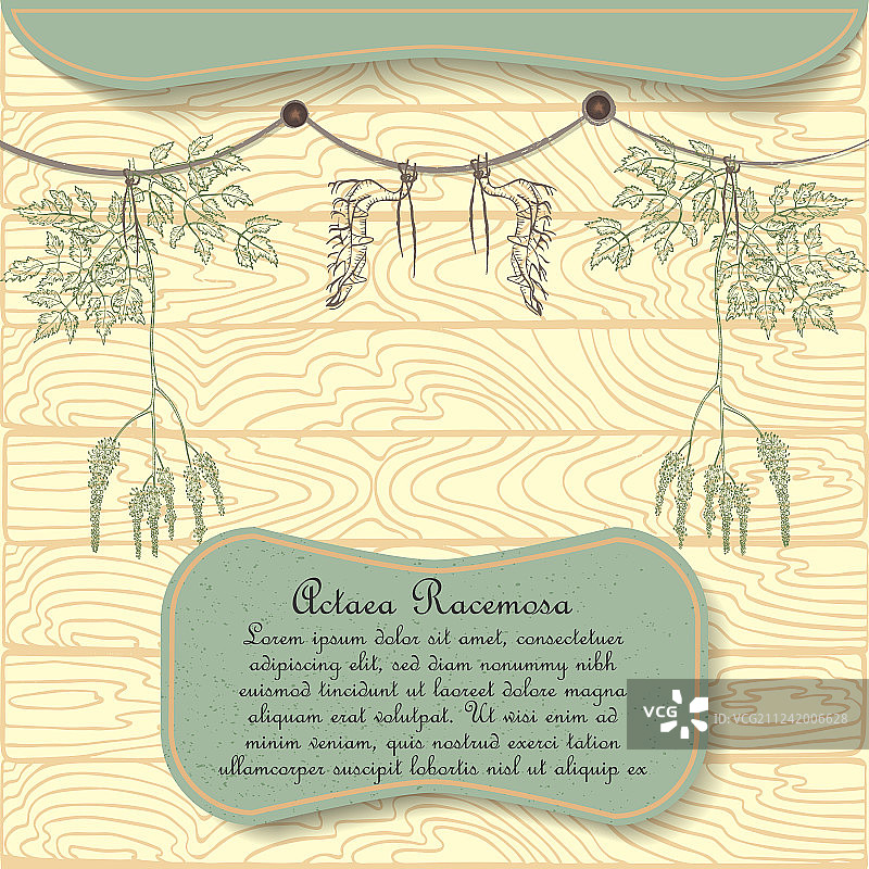 手绘干燥的升麻植物图片素材