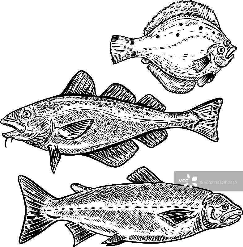 鳕鱼、三文鱼、比目鱼（白色背景，已隔离）图片素材