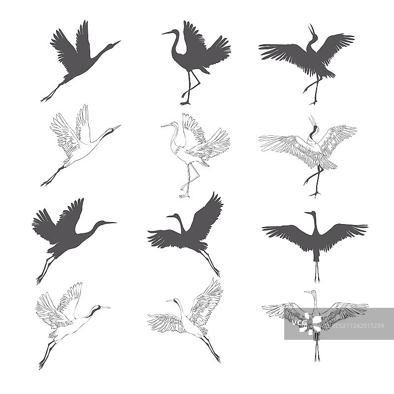 飞行中的野生鸟类图片素材