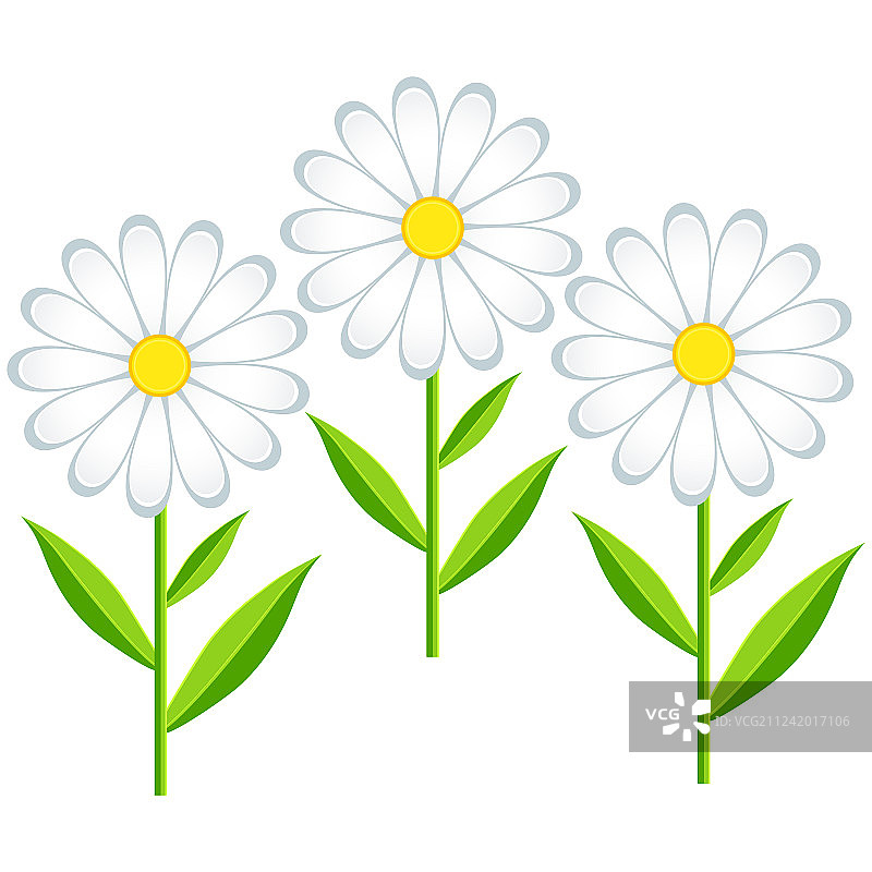 独立的甘菊图片素材