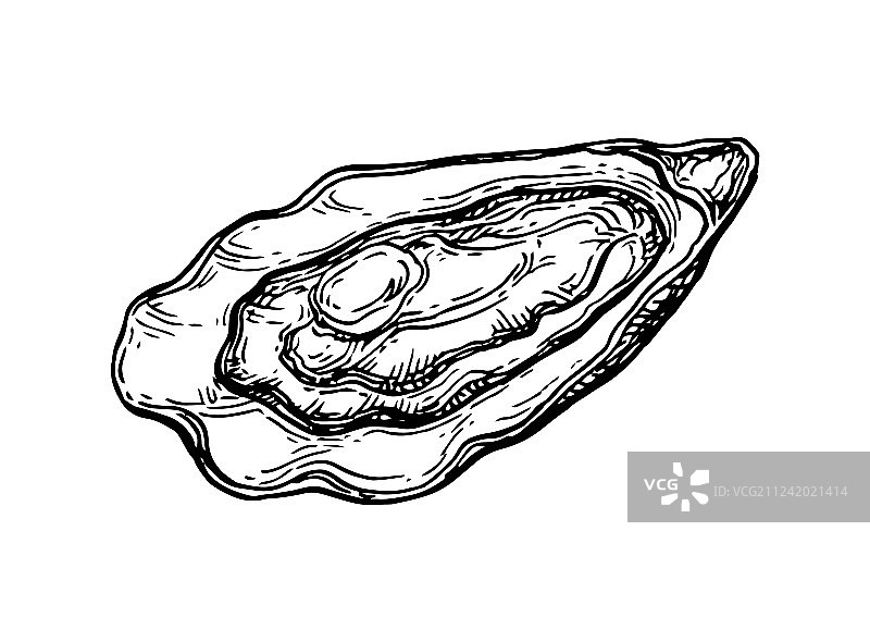 生蚝墨水草图图片素材