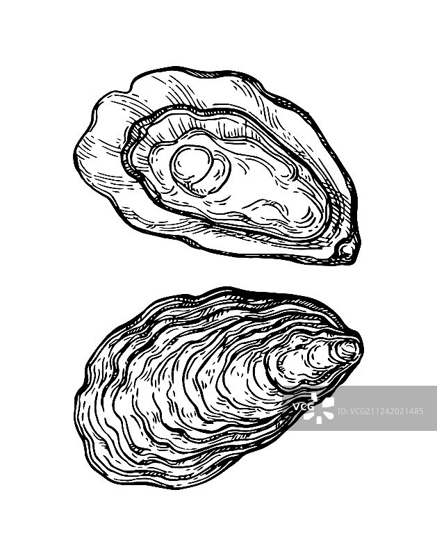 生蚝墨水素描图片素材