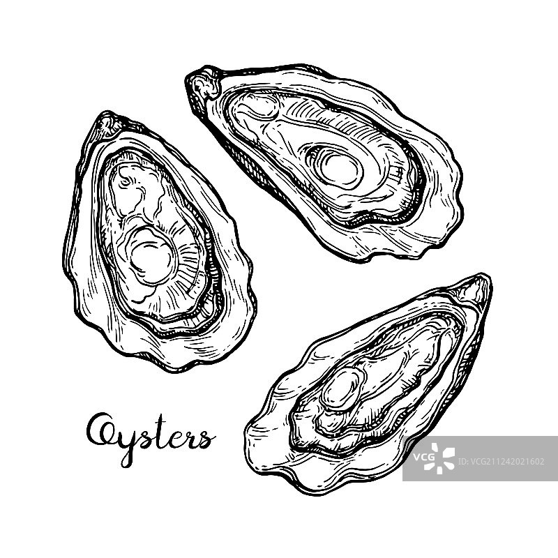 生蚝墨水素描图片素材
