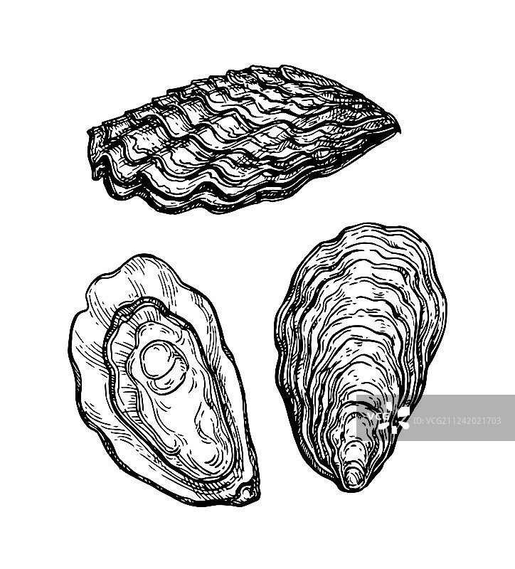 生蚝墨水素描图片素材