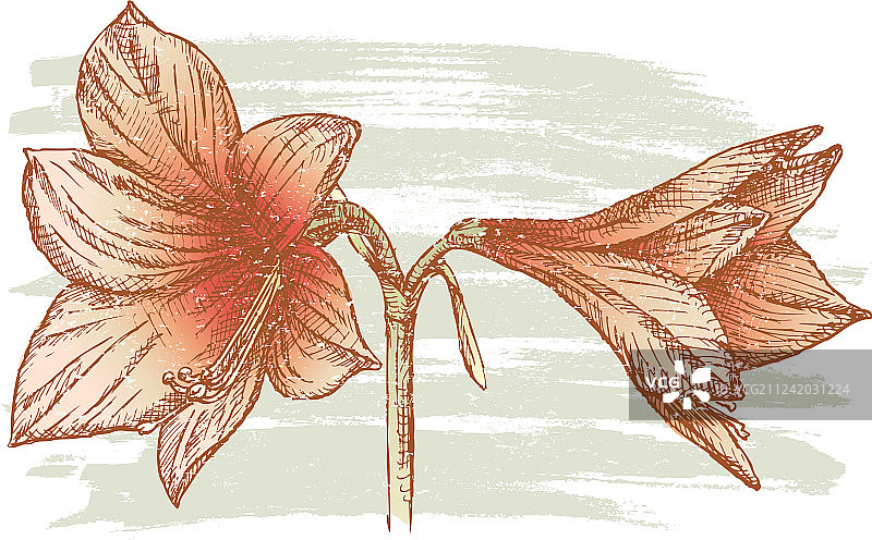 手绘红色朱顶红图片素材