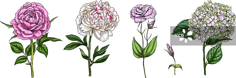 彩色盛开鲜花和树叶组合图片素材